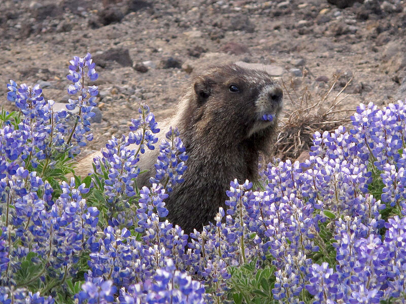 marmot eating lupines (Marmota caligata, Lupinus arcticus ssp. subalpinus (Lupinus latifolius ssp. subalpinus)) [Skyline Trail, Mt. Rainier National Park, Pierce County, Washington]