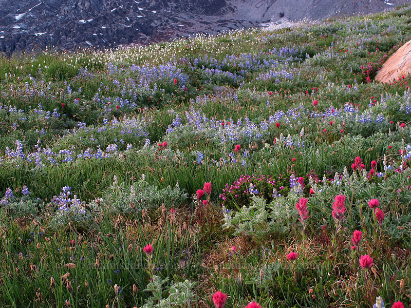 wildflowers [Skyline Trail, Mt. Rainier National Park, Pierce County, Washington]