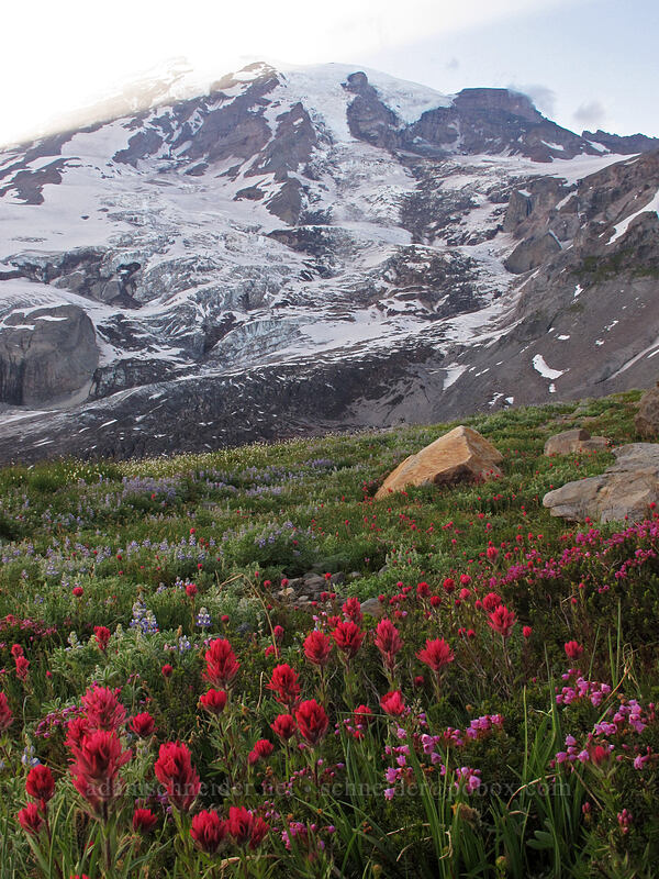 wildflowers [Skyline Trail, Mt. Rainier National Park, Pierce County, Washington]