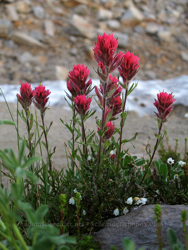 magenta paintbrush (Castilleja parviflora var. oreopola) [Skyline Trail, Mt. Rainier National Park, Pierce County, Washington]