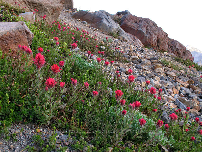 magenta paintbrush (Castilleja parviflora var. oreopola) [Skyline Trail, Mt. Rainier National Park, Pierce County, Washington]