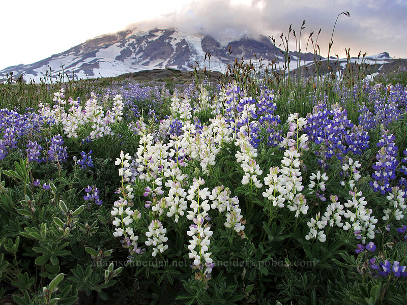 white subalpine lupines (Lupinus arcticus ssp. subalpinus (Lupinus latifolius ssp. subalpinus)) [Skyline Trail, Mt. Rainier National Park, Pierce County, Washington]