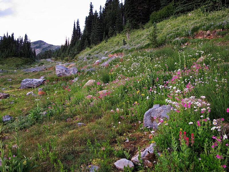 wildflowers [Skyline Trail, Mt. Rainier National Park, Pierce County, Washington]
