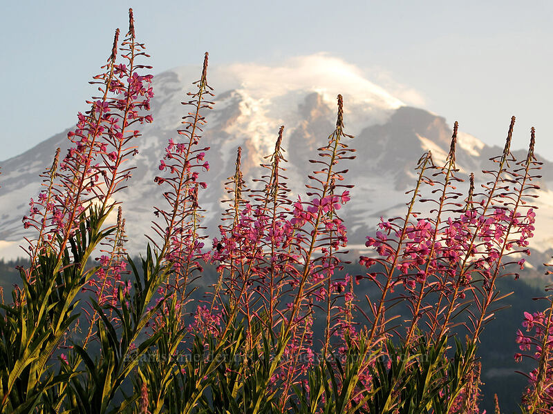 fireweed at sunrise (Chamerion angustifolium (Chamaenerion angustifolium) (Epilobium angustifolium)) [Stevens Canyon Road, Mt. Rainier National Park, Lewis County, Washington]