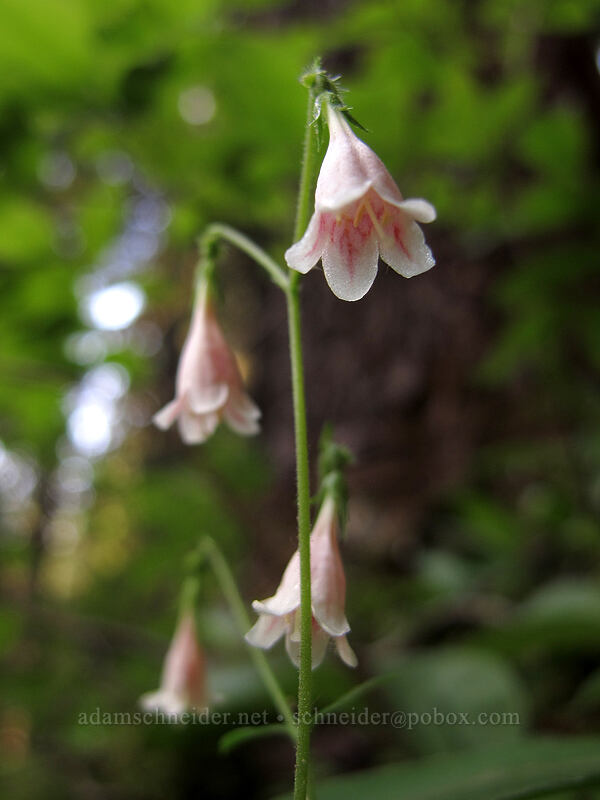 twinflower (Linnaea borealis) [Wonderland Trail, Mt. Rainier National Park, Pierce County, Washington]