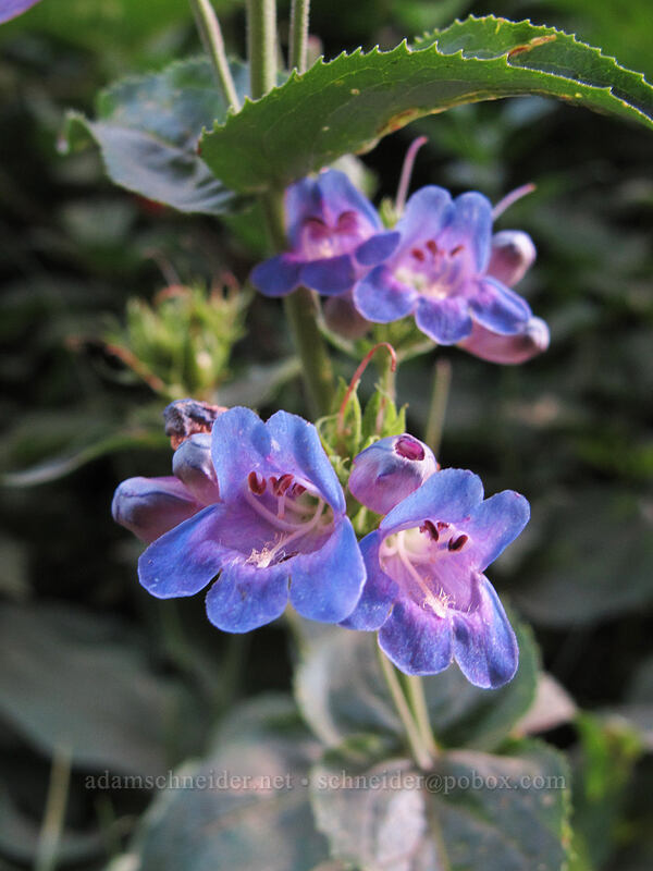 Cascade penstemon (Penstemon serrulatus) [Wonderland Trail, Mt. Rainier National Park, Pierce County, Washington]