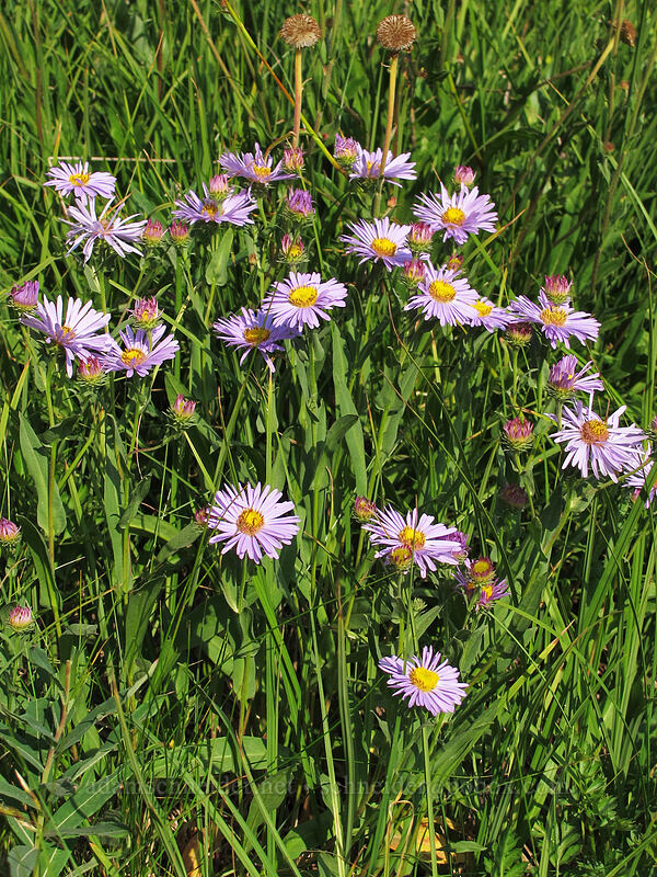western mountain asters (Symphyotrichum spathulatum) [Wonderland Trail, Mt. Rainier National Park, Pierce County, Washington]