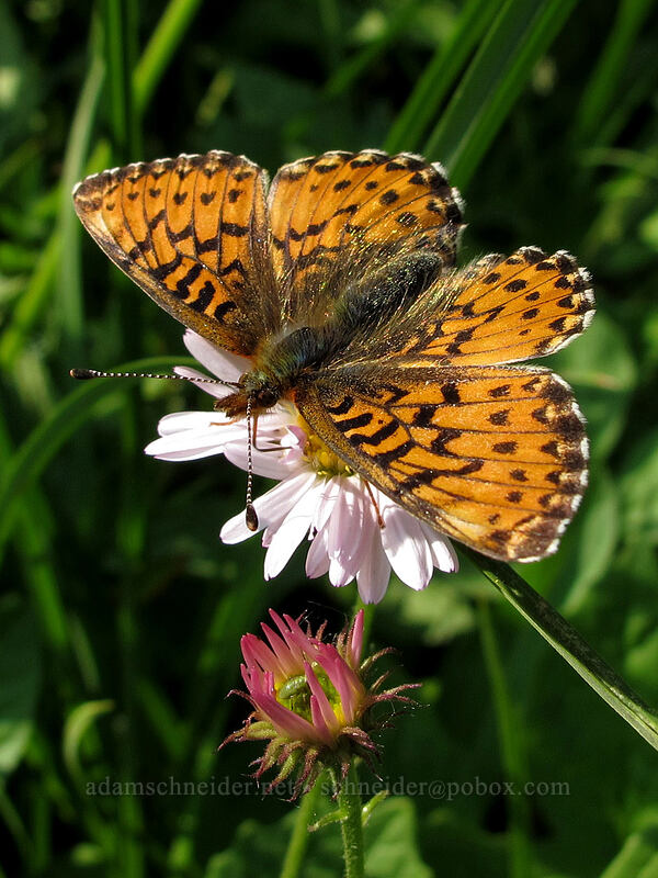 arctic fritillary butterfly (Boloria chariclea) [Wonderland Trail, Mt. Rainier National Park, Pierce County, Washington]