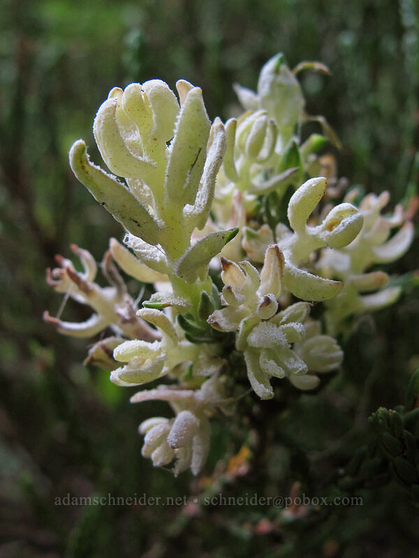 fungus gall on white mountain heather (Exobasidium cassiopes, Cassiope mertensiana) [Wonderland Trail, Mt. Rainier National Park, Pierce County, Washington]