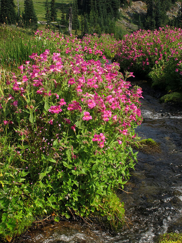 Lewis' monkeyflower (Erythranthe lewisii (Mimulus lewisii)) [Summerland, Mt. Rainier National Park, Pierce County, Washington]