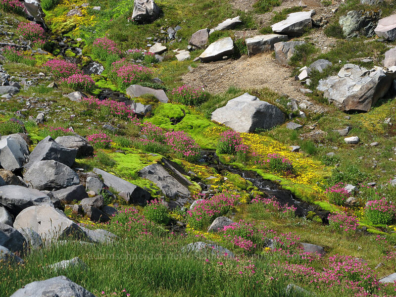 pink & yellow monkeyflower (Erythranthe lewisii (Mimulus lewisii), Erythranthe caespitosa (Mimulus caespitosus)) [Summerland, Mt. Rainier National Park, Pierce County, Washington]