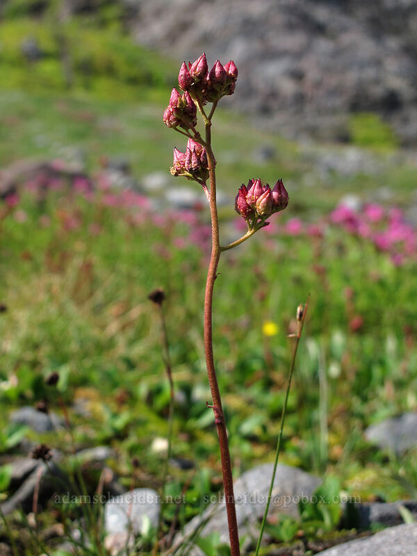 leather-leaf saxifrage (Leptarrhena pyrolifolia (Saxifraga pyrolifolia)) [Summerland, Mt. Rainier National Park, Pierce County, Washington]