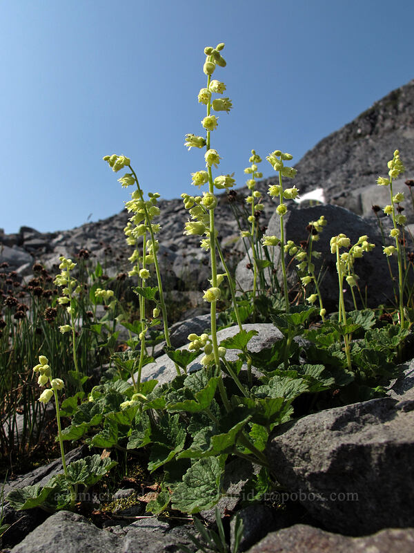 yellow coralbells (Elmera racemosa) [Wonderland Trail, Mt. Rainier National Park, Pierce County, Washington]