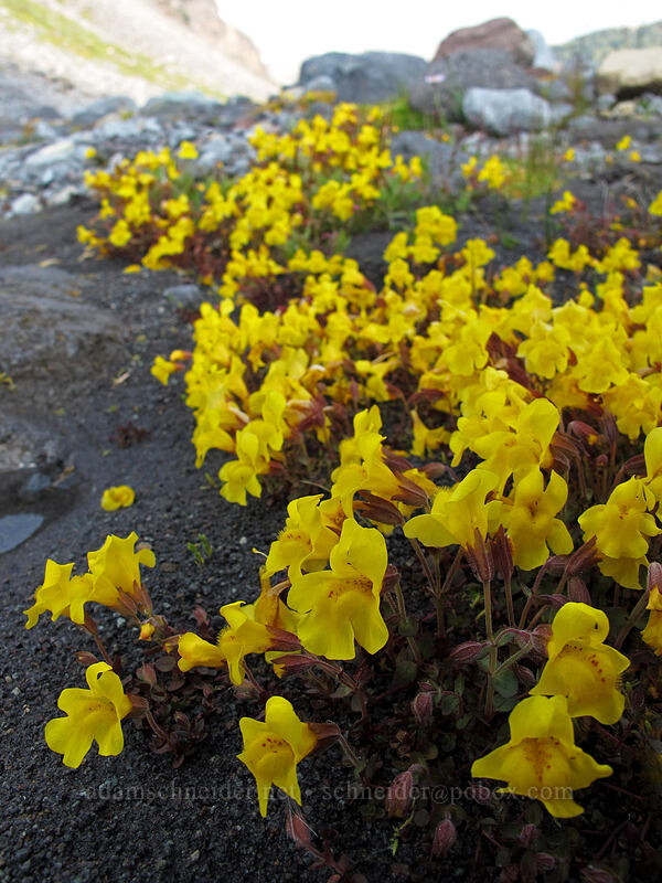 subalpine monkeyflower (Erythranthe caespitosa (Mimulus caespitosus)) [Wonderland Trail, Mt. Rainier National Park, Pierce County, Washington]