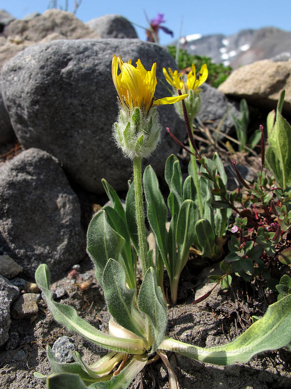 woolly agoseris (Agoseris glauca var. dasycephala) [Wonderland Trail, Mt. Rainier National Park, Pierce County, Washington]