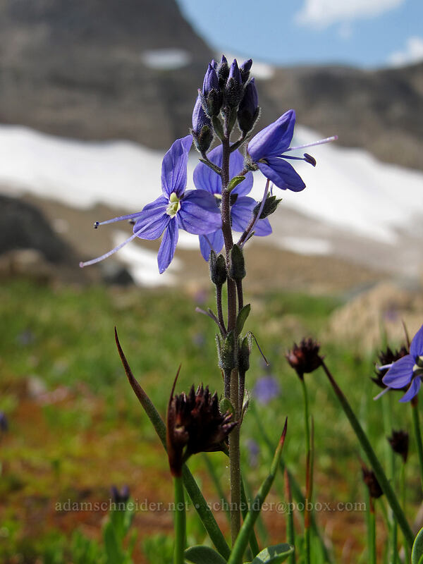 Cusick's speedwell (Veronica cusickii) [Wonderland Trail, Mt. Rainier National Park, Pierce County, Washington]