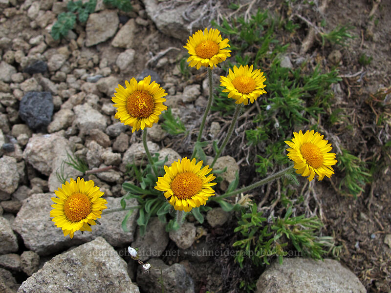 golden fleabane (Erigeron aureus) [Wonderland Trail, Mt. Rainier National Park, Pierce County, Washington]