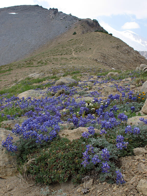 dwarf lupines (Lupinus lepidus var. lobbii) [Panhandle Gap, Mt. Rainier National Park, Pierce County, Washington]