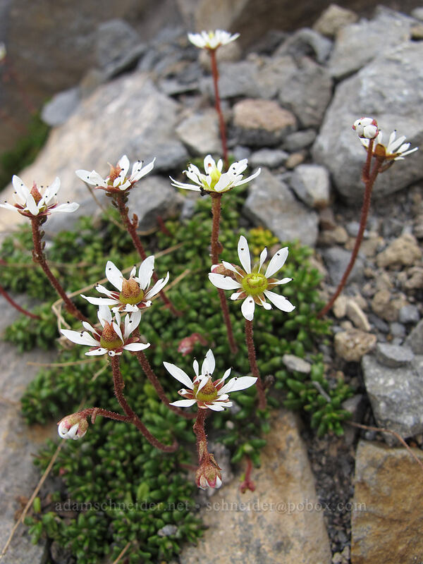 Tolmie's saxifrage (Micranthes tolmiei (Saxifraga tolmiei)) [Wonderland Trail, Mt. Rainier National Park, Pierce County, Washington]