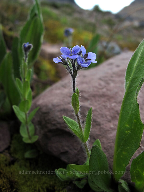 alpine speedwell (Veronica wormskjoldii) [Wonderland Trail, Mt. Rainier National Park, Pierce County, Washington]