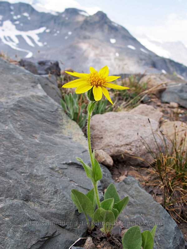 sticky-leaf arnica (Arnica diversifolia (Arnica ovata)) [Wonderland Trail, Mt. Rainier National Park, Pierce County, Washington]