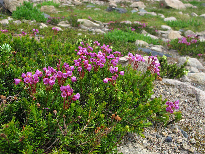 pink mountain heather (Phyllodoce empetriformis) [Wonderland Trail, Mt. Rainier National Park, Pierce County, Washington]