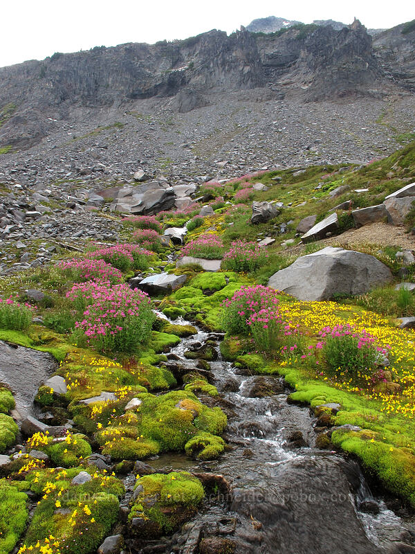 pink & yellow monkeyflower (Erythranthe lewisii (Mimulus lewisii), Erythranthe caespitosa (Mimulus caespitosus)) [Summerland, Mt. Rainier National Park, Pierce County, Washington]