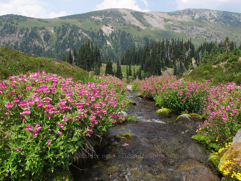 Lewis' monkeyflower & Goat Island Mountain (Erythranthe lewisii (Mimulus lewisii)) [Summerland, Mt. Rainier National Park, Pierce County, Washington]