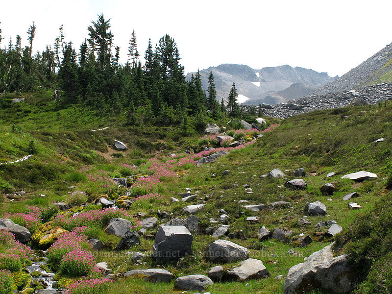 monkeyflower-filled stream (Erythranthe lewisii (Mimulus lewisii)) [Summerland, Mt. Rainier National Park, Pierce County, Washington]