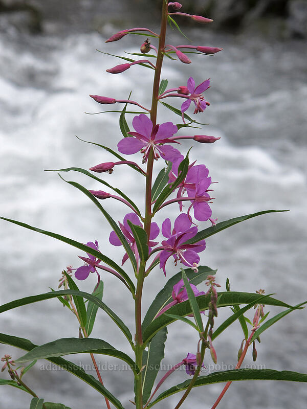 fireweed by Fryingpan Creek (Chamerion angustifolium (Chamaenerion angustifolium) (Epilobium angustifolium)) [Wonderland Trail, Mt. Rainier National Park, Pierce County, Washington]