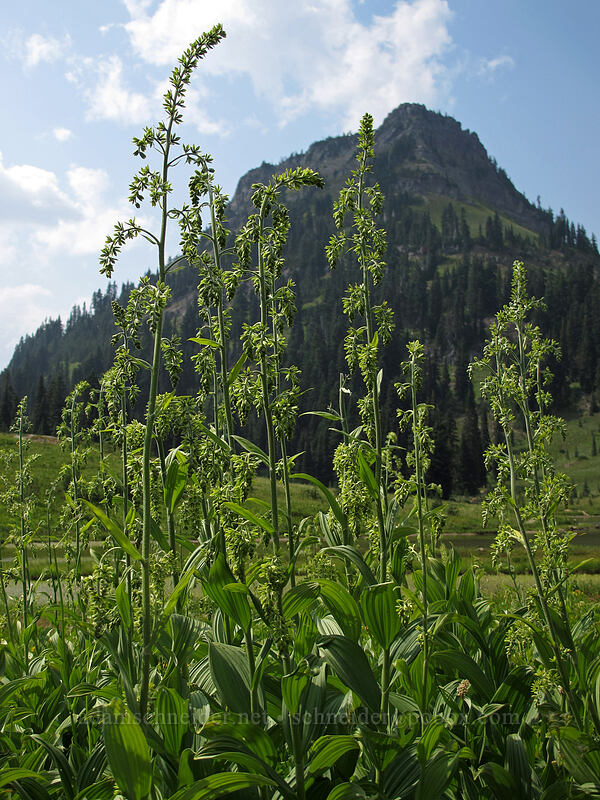 corn lily (Veratrum viride var. eschscholtzianum (Veratrum eschscholtzii)) [Tipsoo Lake, Mt. Rainier National Park, Pierce County, Washington]