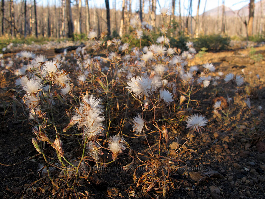 wire-lettuce seeds (Stephanomeria lactucina) [Pole Creek Trail, Three Sisters Wilderness, Deschutes County, Oregon]