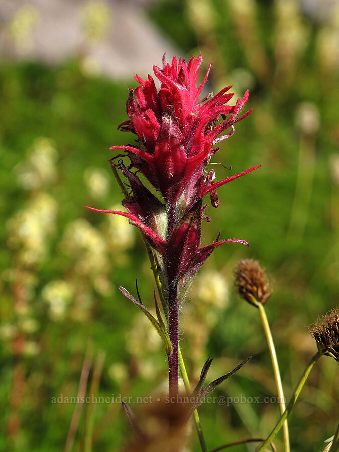 magenta paintbrush (Castilleja parviflora var. oreopola) [Middle Sister climber's trail, Three Sisters Wilderness, Deschutes County, Oregon]