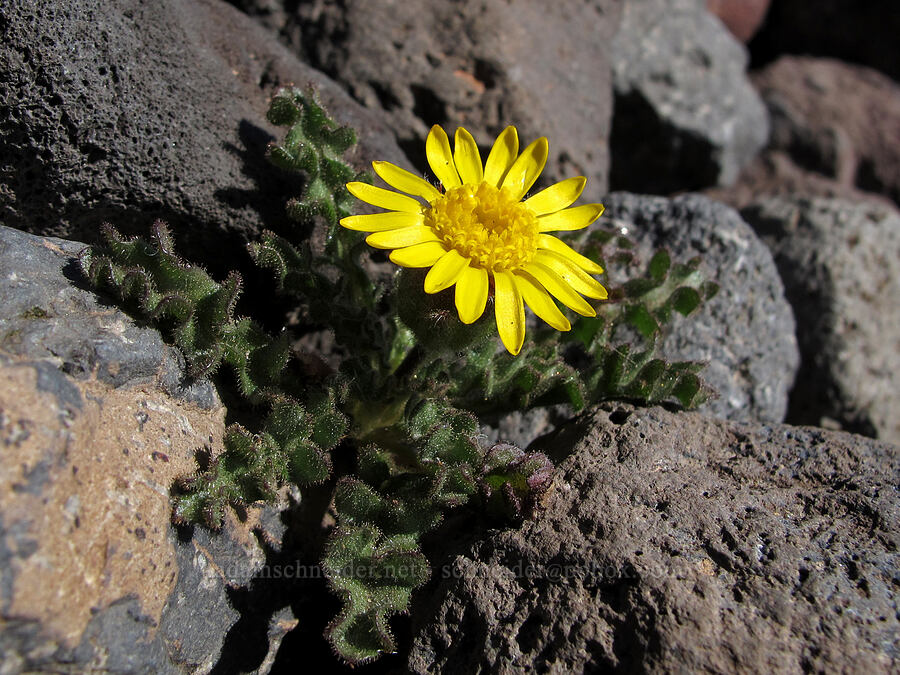 dwarf alpine-gold (Hulsea nana) [Middle Sister climber's trail, Three Sisters Wilderness, Deschutes County, Oregon]