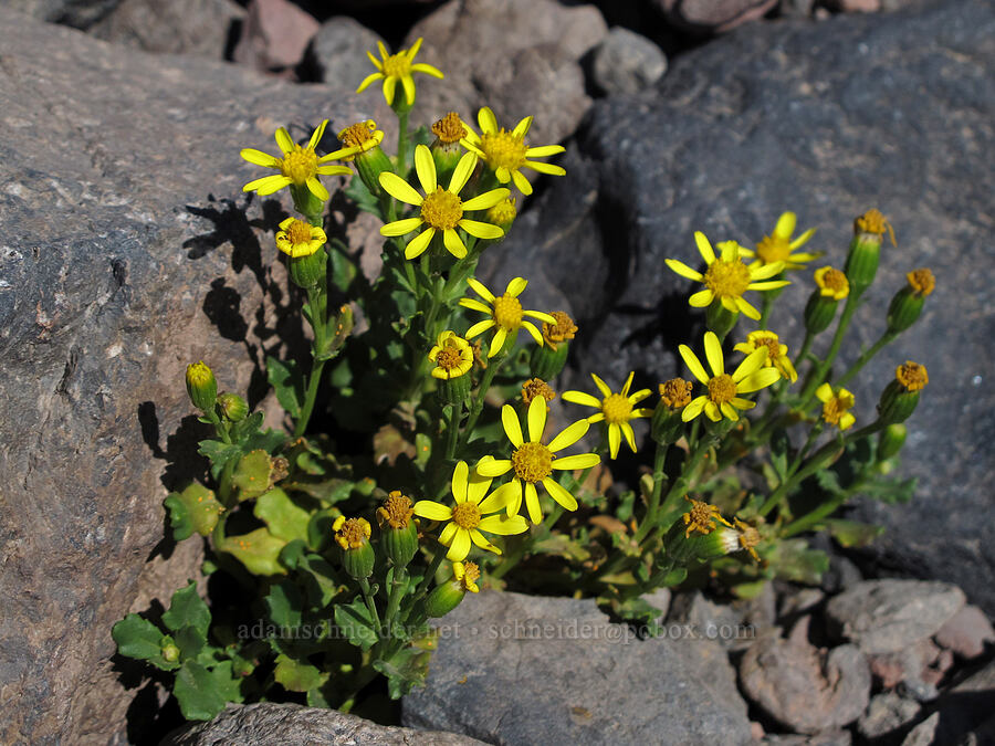 dwarf mountain groundsel (Senecio fremontii var. fremontii) [Middle Sister climber's trail, Three Sisters Wilderness, Deschutes County, Oregon]