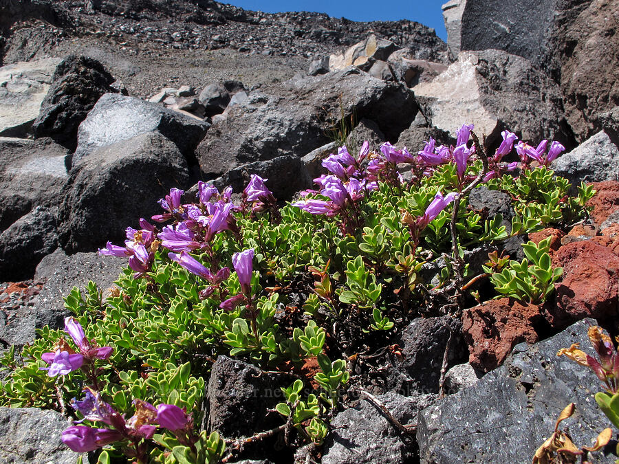 Davidson's penstemon (Penstemon davidsonii) [north of Hayden Glacier, Three Sisters Wilderness, Deschutes County, Oregon]