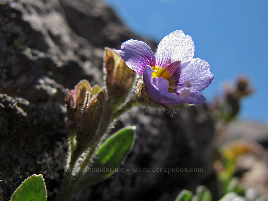 Jacob's-ladder (Polemonium sp.) [Middle Sister summit, Three Sisters Wilderness, Lane County, Oregon]