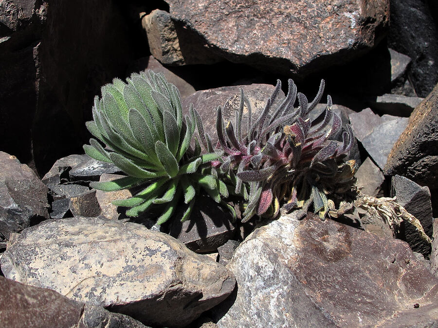 Mt. Lassen draba (golden draba) (Draba aureola) [Middle Sister, Three Sisters Wilderness, Lane County, Oregon]