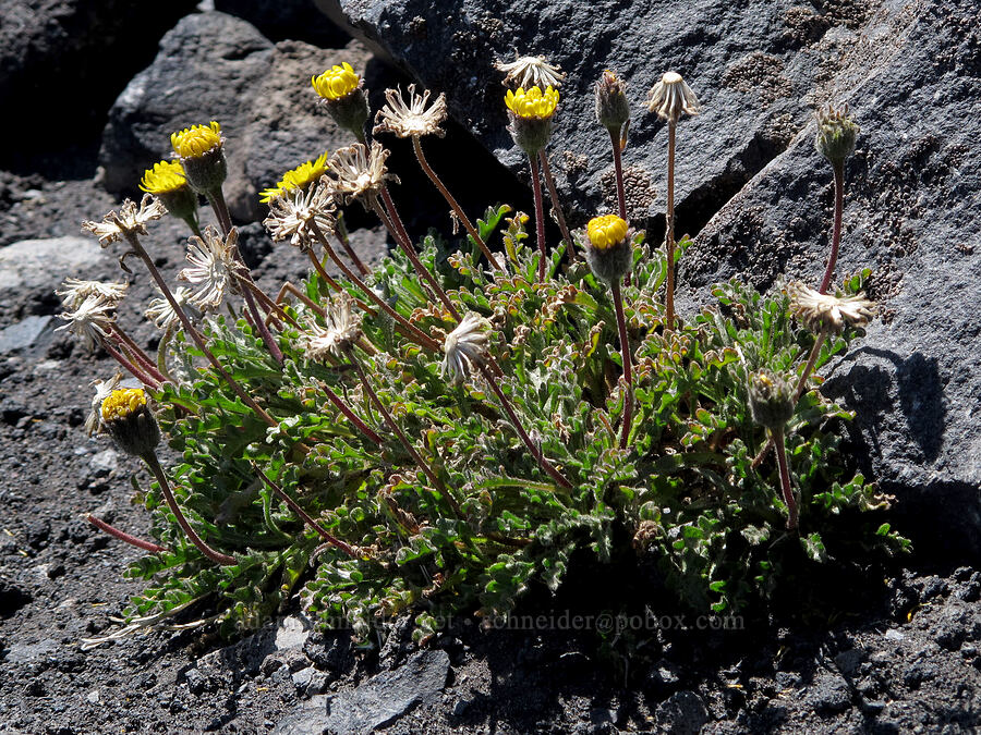 dwarf alpine-gold (Hulsea nana) [Middle Sister, Three Sisters Wilderness, Lane County, Oregon]
