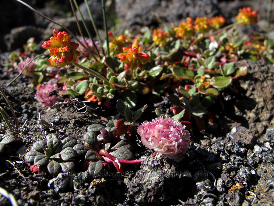 pussypaws & marum-leaf buckwheat (Calyptridium umbellatum (Cistanthe umbellata), Eriogonum marifolium) [south of Diller Glacier, Three Sisters Wilderness, Deschutes County, Oregon]