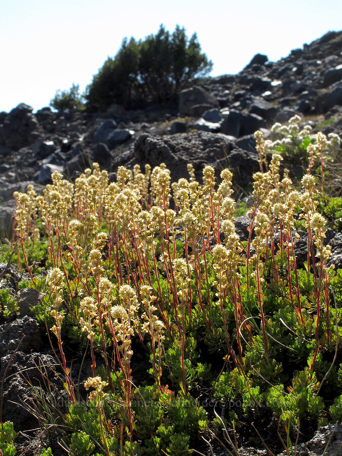 partridgefoot (Luetkea pectinata) [south of Diller Glacier, Three Sisters Wilderness, Deschutes County, Oregon]