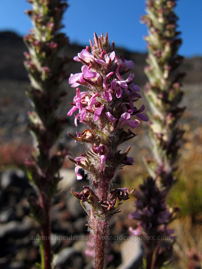 little elephant's-head lousewort (Pedicularis attollens) [near Camp Lake, Three Sisters Wilderness, Deschutes County, Oregon]