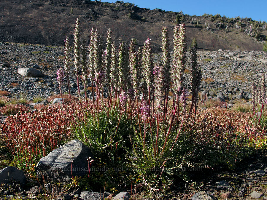 little elephant's-head lousewort (Pedicularis attollens) [near Camp Lake, Three Sisters Wilderness, Deschutes County, Oregon]