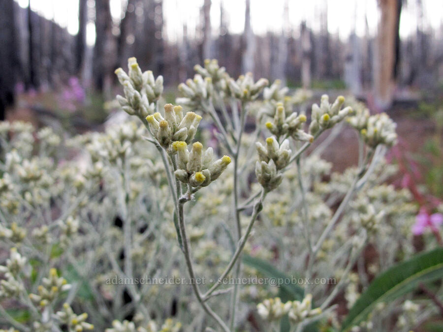 northwestern rabbit-tobacco (Wright's cudweed) (Pseudognaphalium thermale (Gnaphalium canescens ssp. thermale)) [Camp Lake Trail, Three Sisters Wilderness, Deschutes County, Oregon]