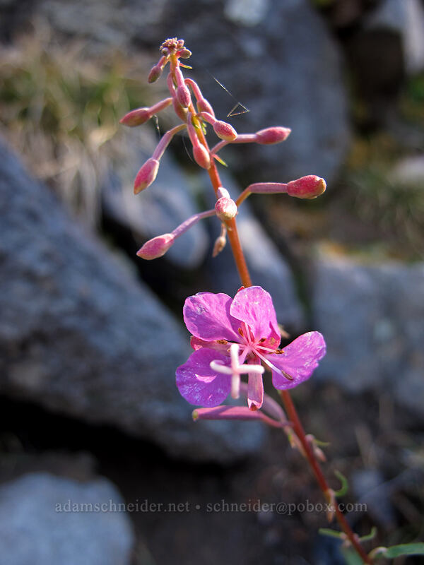 fireweed (Chamerion angustifolium (Chamaenerion angustifolium) (Epilobium angustifolium)) [Timberline Trail, Mt. Hood Wilderness, Hood River County, Oregon]