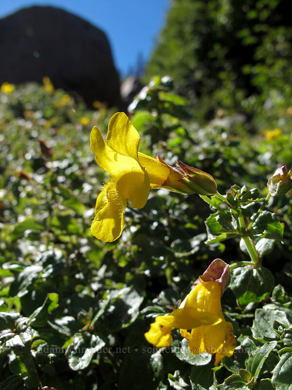 monkeyflower (Erythranthe guttata (Mimulus guttatus)) [Timberline Trail, Mt. Hood Wilderness, Hood River County, Oregon]