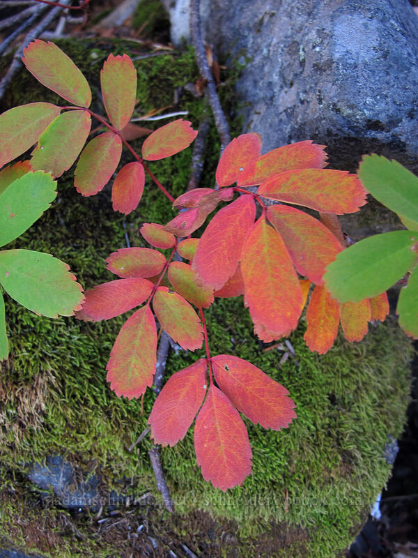 mountain-ash leaves (Sorbus sitchensis) [Timberline Trail, Mt. Hood Wilderness, Hood River County, Oregon]