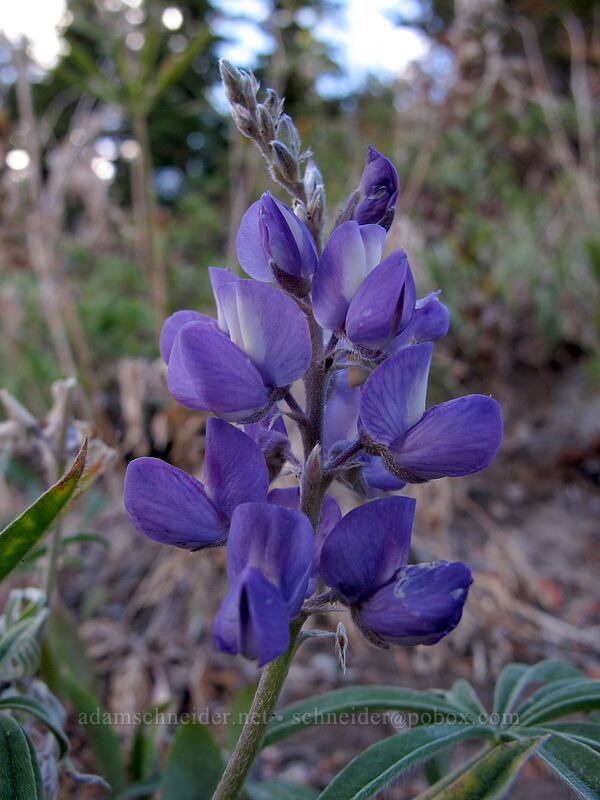 lupine (Lupinus latifolius) [Timberline Trail, Mt. Hood Wilderness, Hood River County, Oregon]