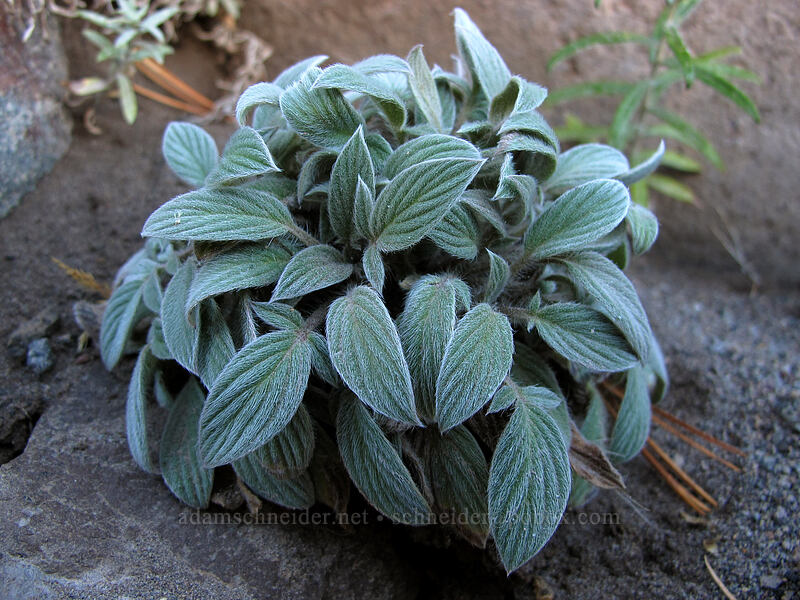 phacelia leaves (Phacelia sp.) [Timberline Trail, Mt. Hood Wilderness, Hood River County, Oregon]