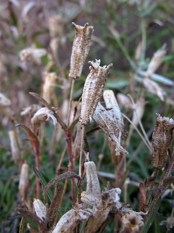 catchfly seeds (Silene sp.) [Timberline Trail, Mt. Hood Wilderness, Hood River County, Oregon]